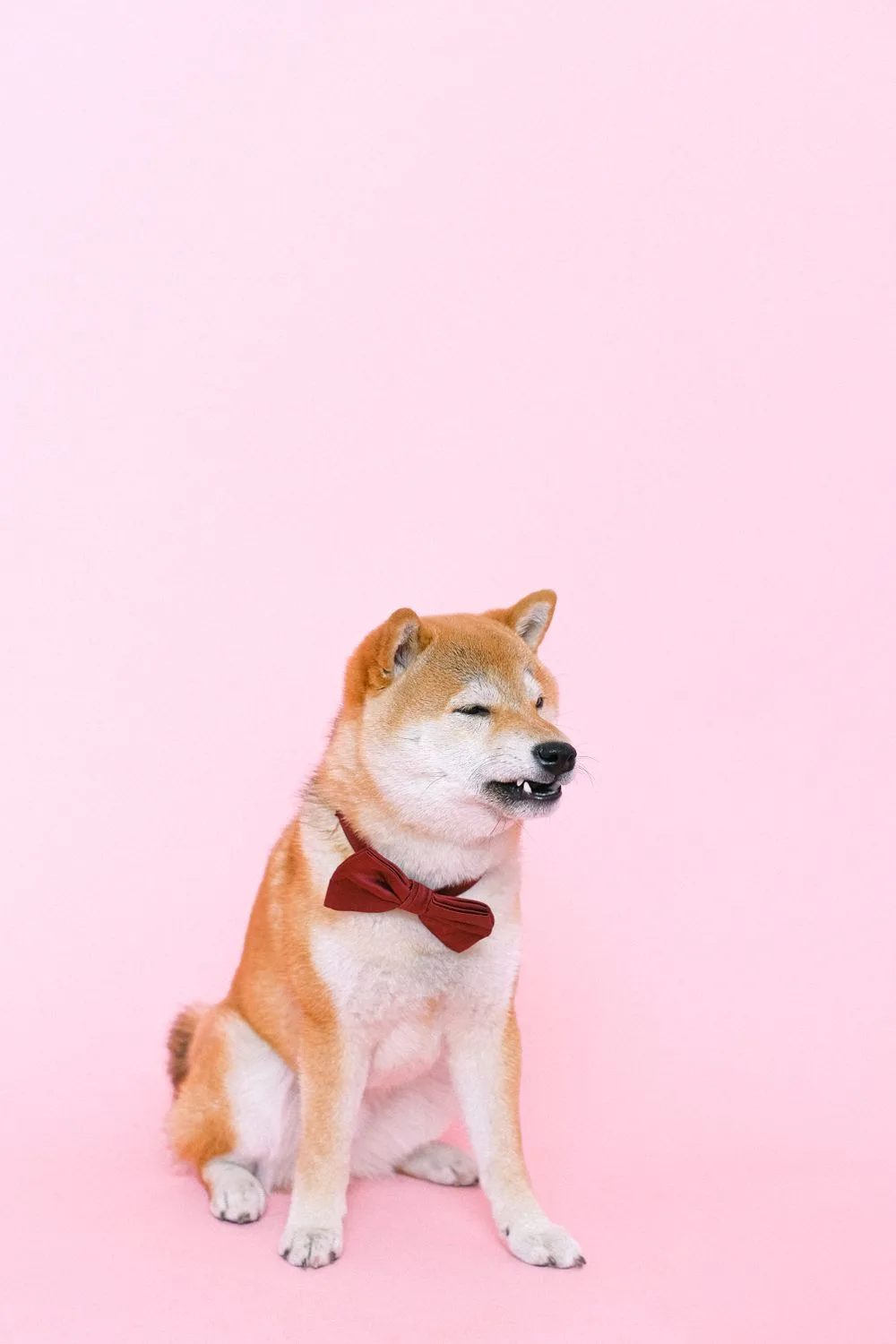 Grooming Spa